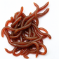 ⌛⏰Today Only 50% OFF!🎣🪱Soft Earthworm Lures – Catchy, Flexible & Versatile – 50/100 Pack