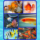 🐠 Half Price for a limited time - Fish Tank Water Purifier Algaecide💦