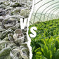 Frost Protection Non-Woven Plant Cover for Cold Weather🌿❄️