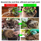 🔥Hot Sales - 50% OFF🎉Strong Rooting Powder Microbial Fertilizer