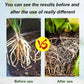 🔥Hot Sales - 50% OFF🎉Strong Rooting Powder Microbial Fertilizer