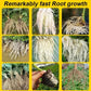 🔥Hot Sales - 50% OFF🎉Strong Rooting Powder Microbial Fertilizer