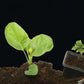 🔥Hot Sales - 50% OFF🎉Strong Rooting Powder Microbial Fertilizer