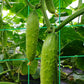 🥒A-Frame Garden Trellis for Climbing Plants