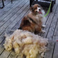 🐱🐶Premium Coat Brush for Cats and Dogs | Soft Deshedding Brush💖